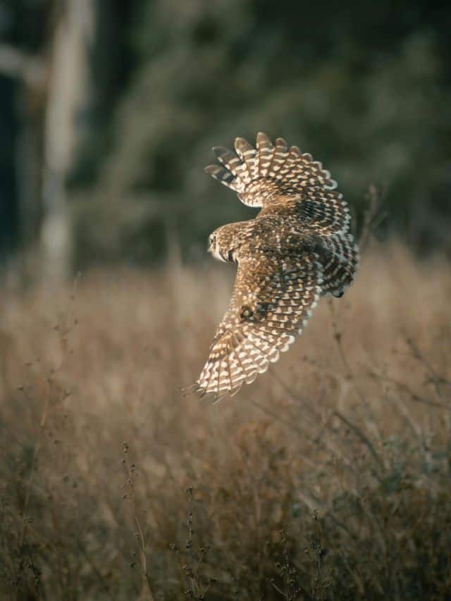 Migratory birds that visit India every winter