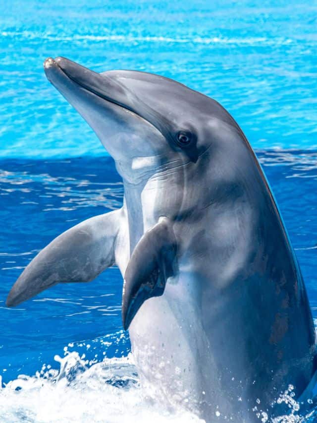 10 animals with extraordinary memory power