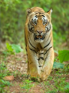 10 Stunning National Parks in North India to Explore This Republic Day