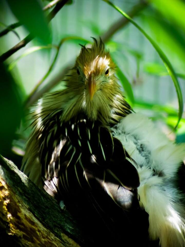 5 birds of the Amazon Rainforest 5 birds of the Amazon Rainforest