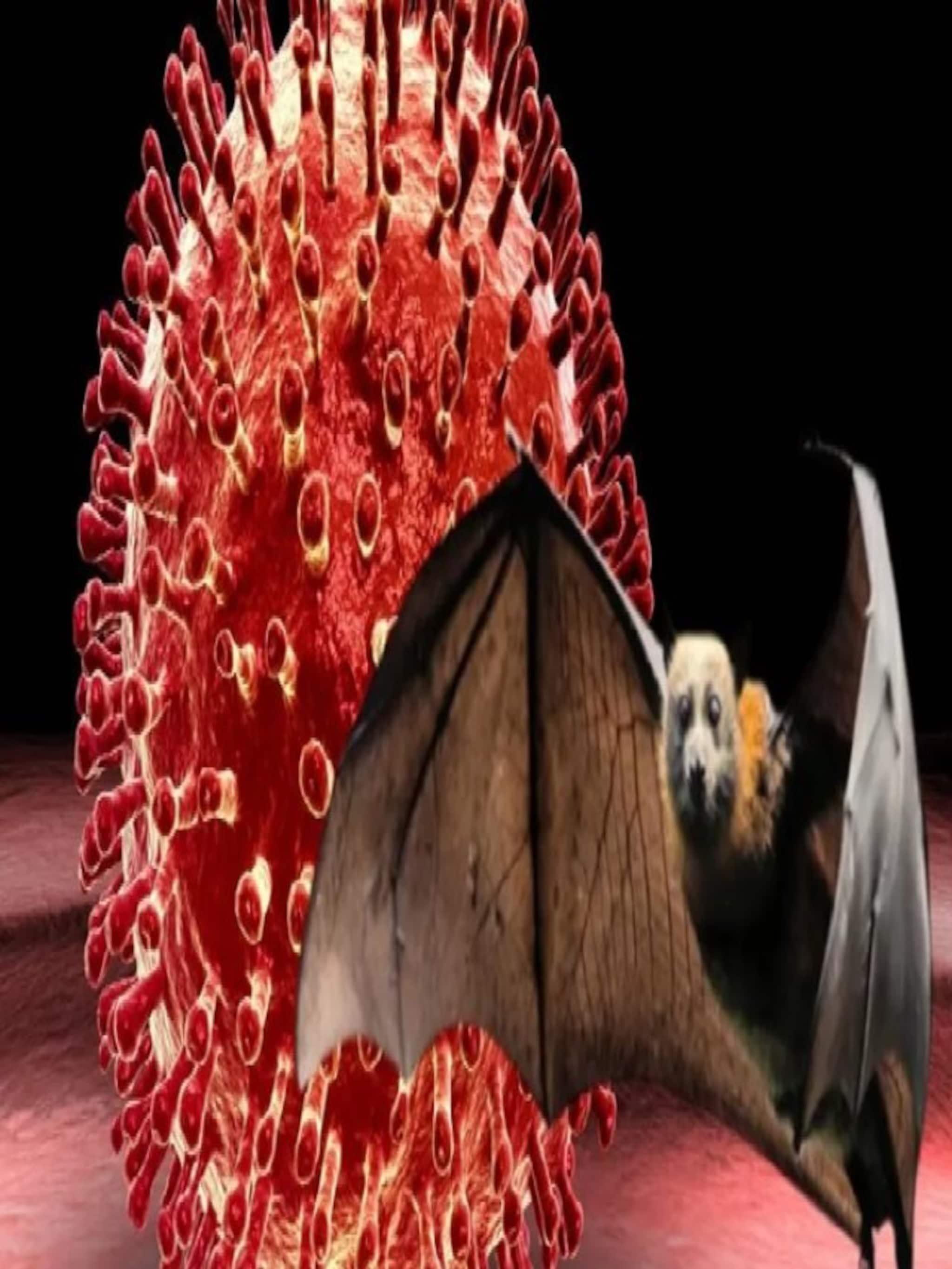 Nipah Virus হানায় ভয়ে, কীভাবে আটকাবেন সংক্রমণ