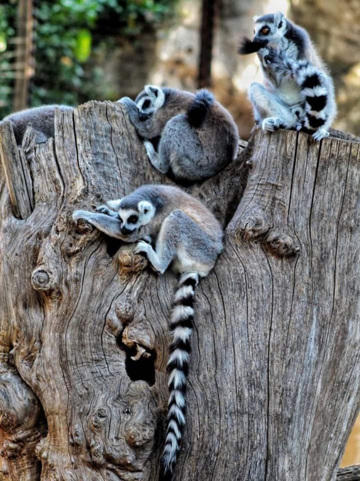 8 unique animals found only in Madagascar 8 unique animals found only in Madagascar