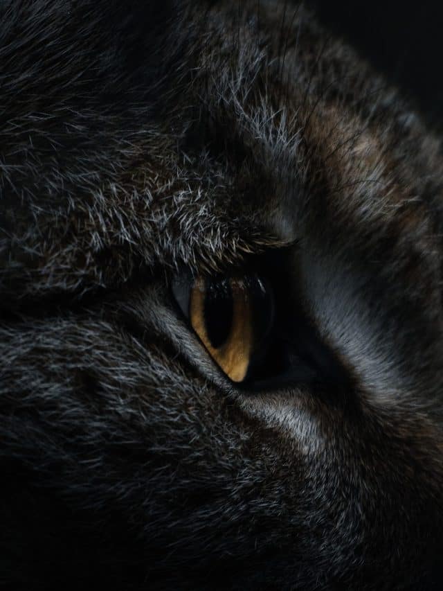 7 animals that can see in the dark