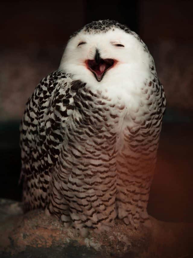 Night birds with incredible superpowers