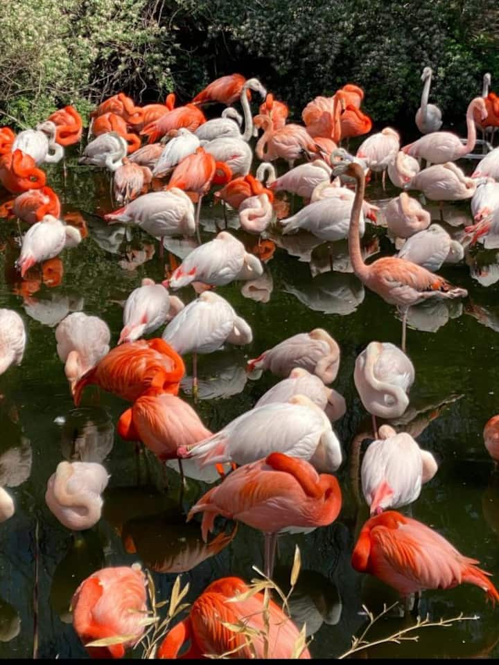 7 gorgeous pink birds spotted around the world 7 gorgeous pink birds spotted around the world