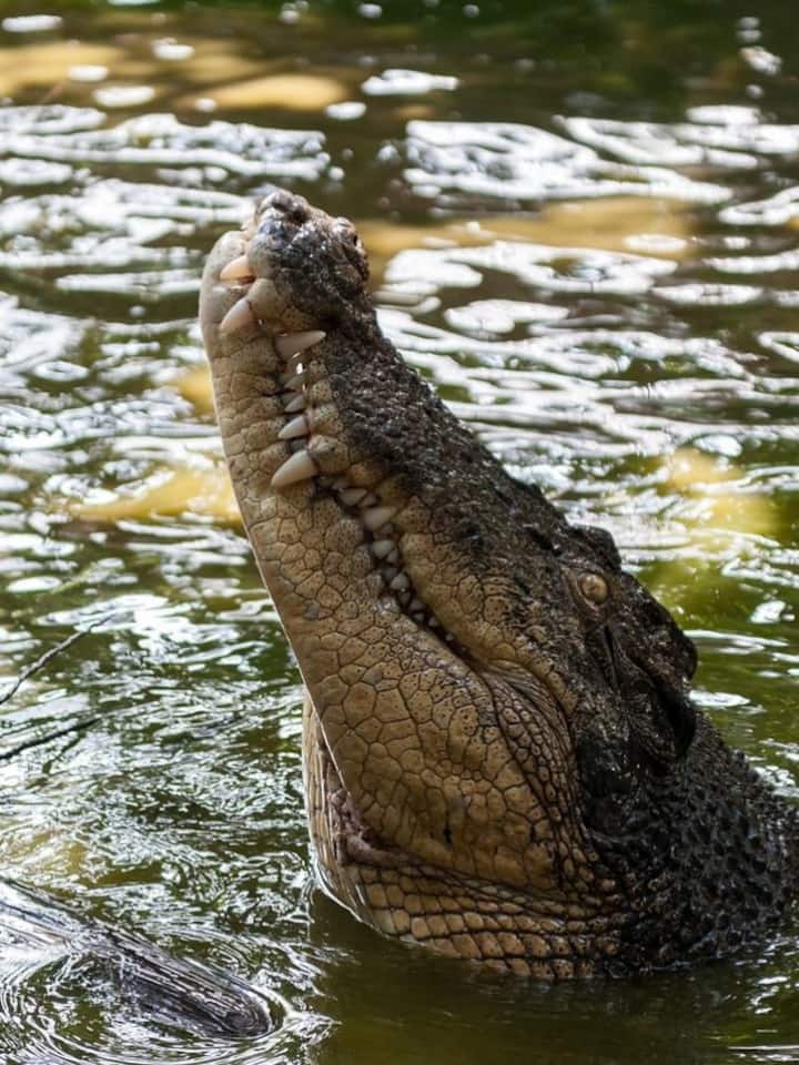 Top animals you can spot in Sundarbans (beyond tigers) Top animals you can spot in Sundarbans (beyond tigers)