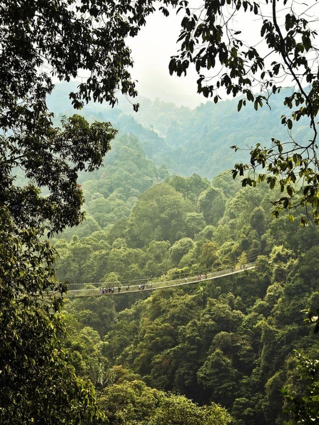 World’s largest rainforests and where they are located