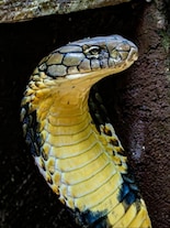 Meet the World’s Only Female Snake that Builds a Nest For Her Eggs