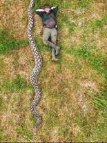 Meet “The Baroness” Python: The World’s Longest Wild Snake