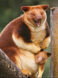 10 Rare Animal Species Found Only in Australia