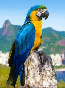 10 Largest Parrot Species in the World