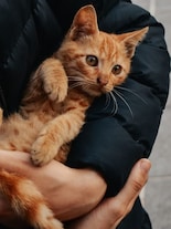 10 Most Loyal Animals to Humans Other Than Dogs