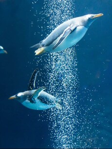 8 Amazing Birds That Swim Underwater Like Fish