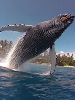 Meet the 40-ton singing animal that can fly 12 metres above the sea