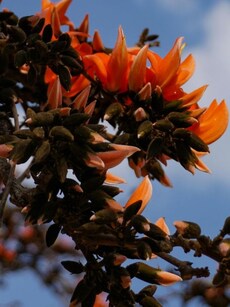 Meet Palash: This &lsquo;flame of the forest&rsquo; sets Central India ablaze in February