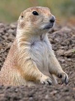 Prairie dogs: The tiny architects of the Great Plains