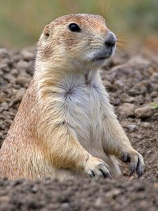 Prairie dogs: The tiny architects of the Great Plains