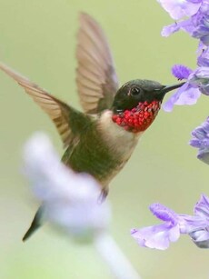 Meet the Ruby-Throated Hummingbird who flies 3,000 miles non-stop