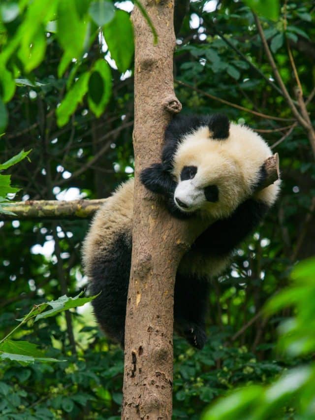 Countries home to the world’s rarest species