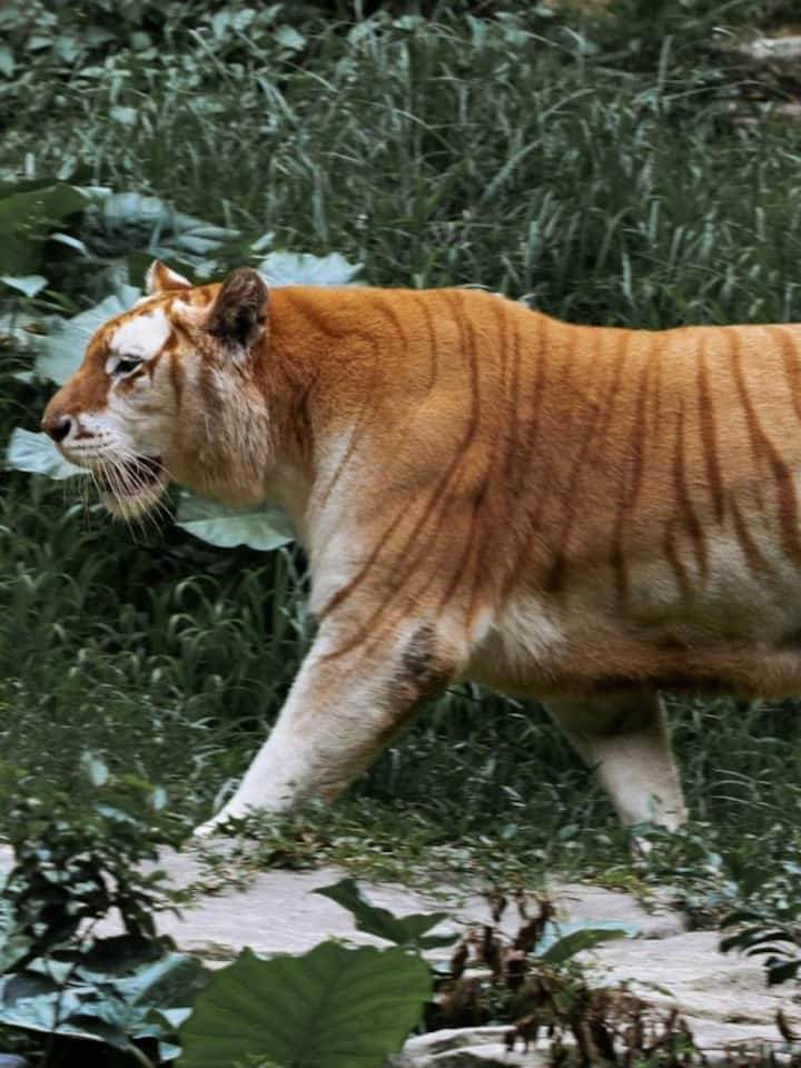 Kaziranga’s famous animals you must know Kaziranga’s famous animals you must know