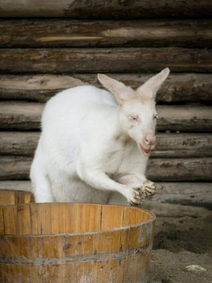 Indian animals that are becoming rare Indian animals that are becoming rare