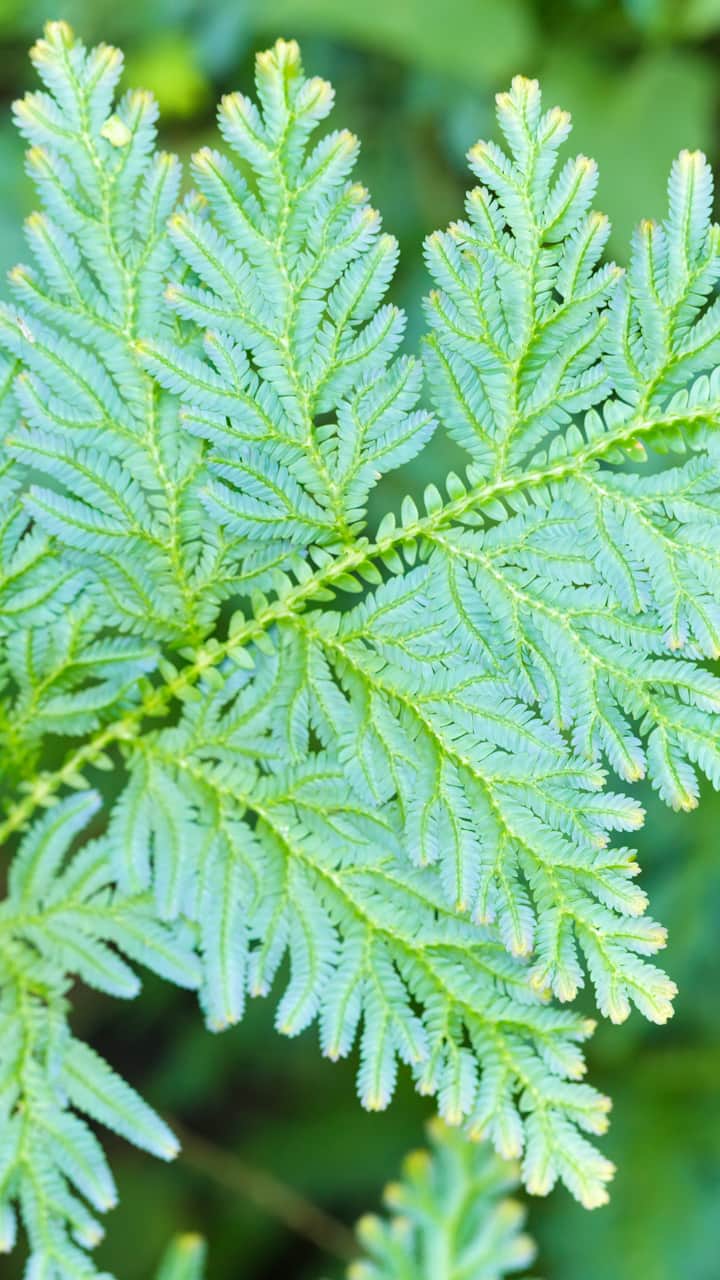 benefits of stevia plant Buy Stevia Leaf Tea to help with Sugar Levels and Cholesterol Control