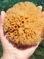 Meet Glass Sponge: The Longest-Living Animal ever found on Earth