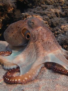 10 Animals with surprisingly different blood colours