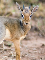 10 Wild Animals with the Strangest names Ever Recorded