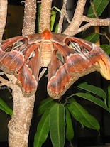 Meet Atlas moth: This giant insect lives only 7 days