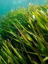 World Seagrass Day: The Unsung Heroes of the Blue