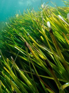 World Seagrass Day: The Unsung Heroes of the Blue