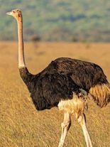 These 10 birds are known to act quickly when they sense danger