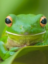 Unique Eyes: 10 Animals with the most unusual Pupil shapes