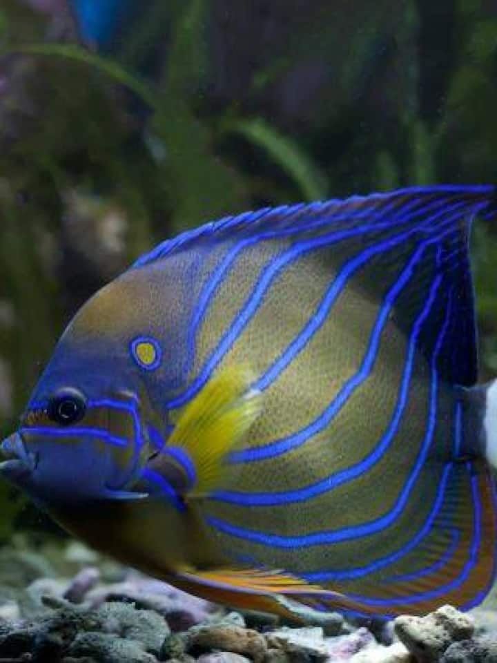 Animals with rare superpowers