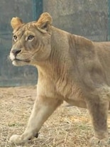 Meet Corgi — The Dwarfest Lion in the animal kingdom