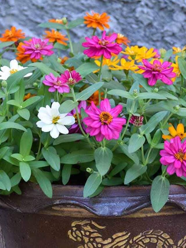 How To Grow Zinnia Flowers In Your Balcony Garden?