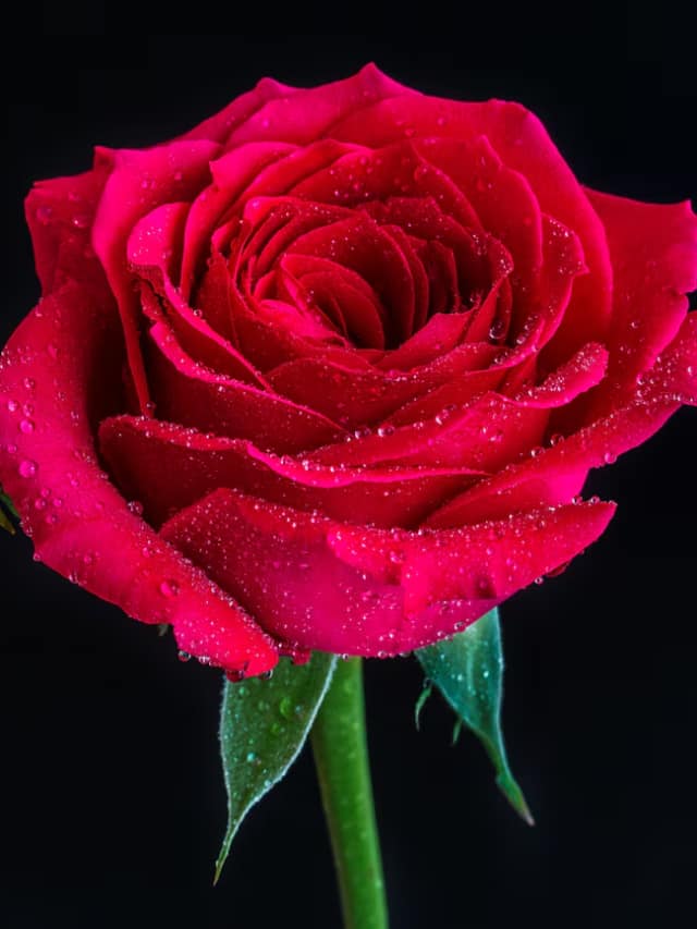 Try These Flowers To Stimulate Hair Growth This Summer