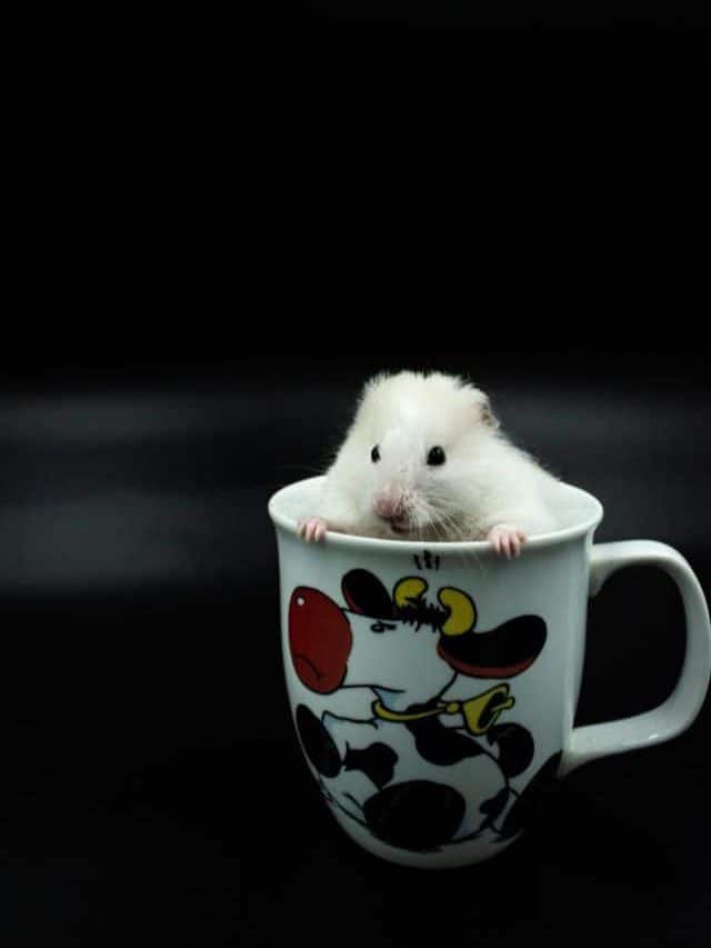 From tiny frogs to mini sharks: smallest animals on Earth