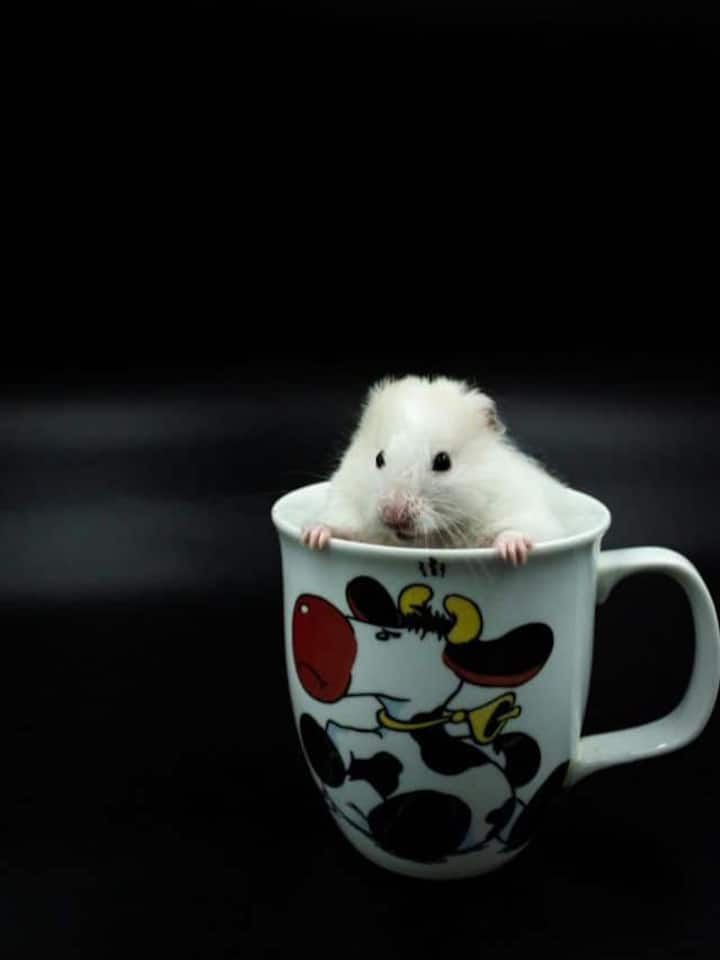 From tiny frogs to mini sharks: smallest animals on Earth