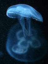 Moon Jellyfish: The sea creature that once travelled to Space