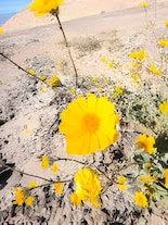 10 Wildflowers that bloom in Death Valley every year