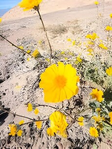 10 Wildflowers that bloom in Death Valley every year