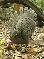 Inside Asia’s Amazon: 8 rare animals found in the Annamite Mountains