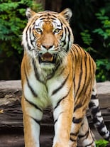Project Tiger: Meet 8 legendary tigers of India