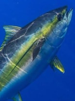 World Aquatic Animal Day: 10 Fastest Aquatic Animals of India