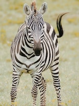 Not a Lion! Zebra is Botswana’s National Animal, know why?