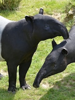 World Tapir Day 2026: Meet Malayan Tapir, the incredible species found in Asia