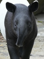 Meet the Tapir: This rare animal looks like a Pig with a Tiny Trunk