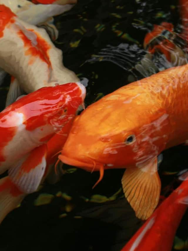 World Fish Migration Day 2026: 8 fishes migrate to India in Summers